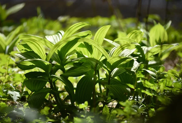 Pulserande grön växt blad i skogen — Stockfoto
