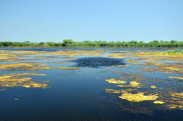 Дельта Дунаю. Воду каналу, озера і Марш, Румунія — стокове фото