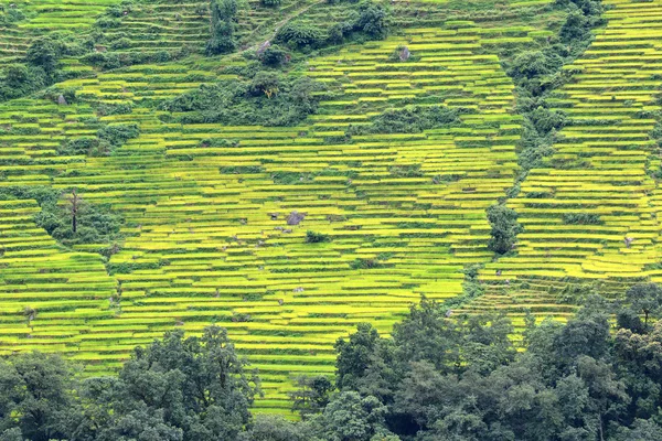 Terrace rice fields in Nepal — Stock Photo, Image