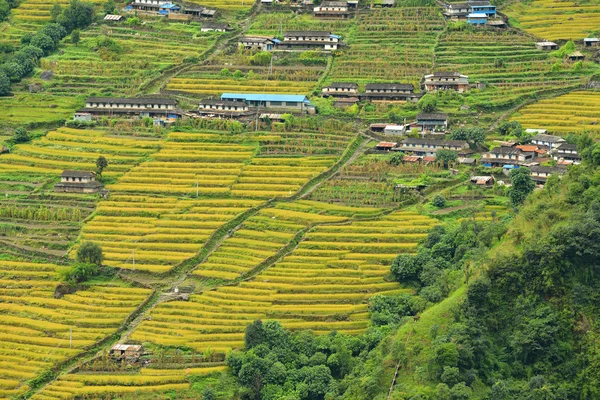 Terrace rice fields in Nepal — Stock Photo, Image