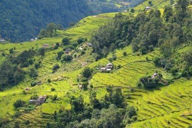 Teras pirinç tarlaları Nepal