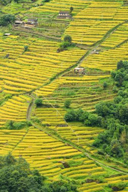 Teras pirinç tarlaları Nepal