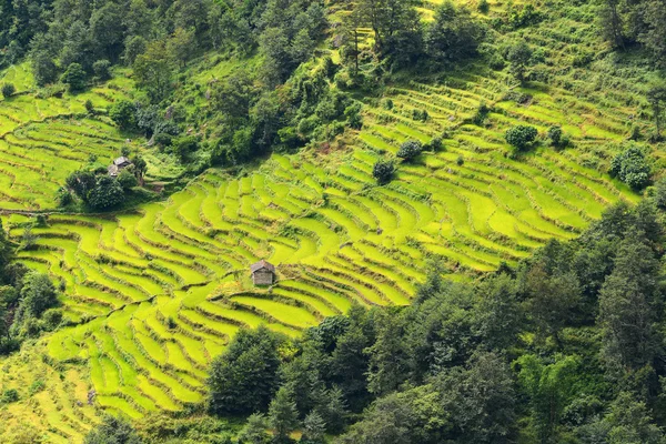 Terrace rice fields in Nepal — Stock Photo, Image