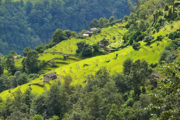 Terassi riisipellot Nepalissa — kuvapankkivalokuva