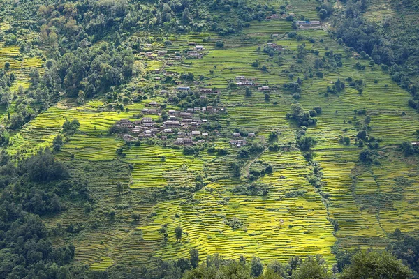 Террасные рисовые поля Непала — стоковое фото
