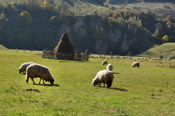 Flock of sheep grazing in a meadow at autumn — Stock Photo, Image