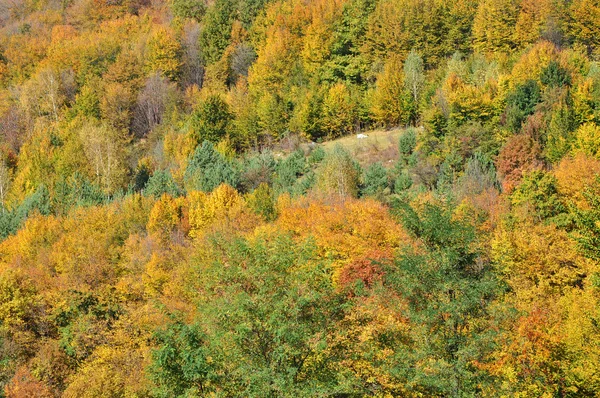 Montagna paesaggio autunnale con foresta colorata — Foto Stock