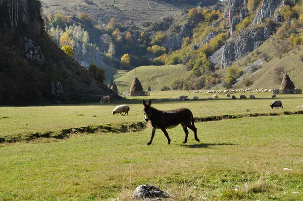 Donkey and sheeps in the pasture — Stock Photo, Image