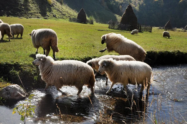 Nyáj birka legelészik a réten: ősz — Stock Fotó