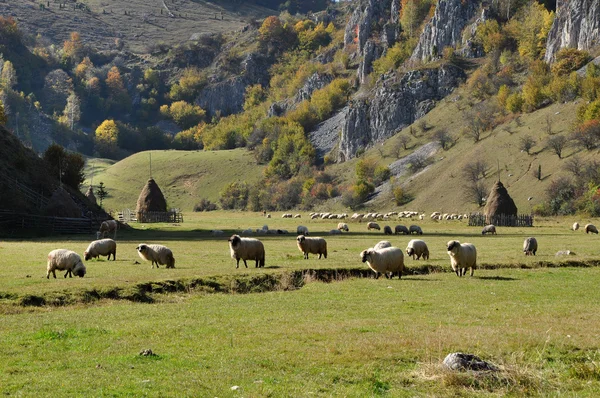 Bir çayırda sonbahar otlatma koyun sürüsü — Stok fotoğraf