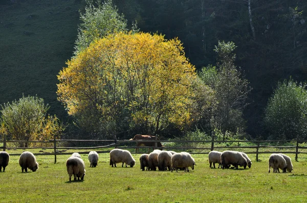 Gregge di pecore al pascolo in un prato in autunno — Foto Stock