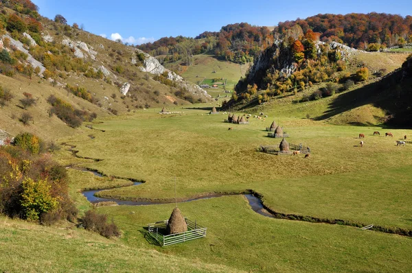 Гірський осінній пейзаж з барвистим лісом — стокове фото