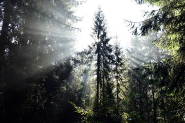 Derin, karanlık bir ormanda sabah güneş ışığı demeti