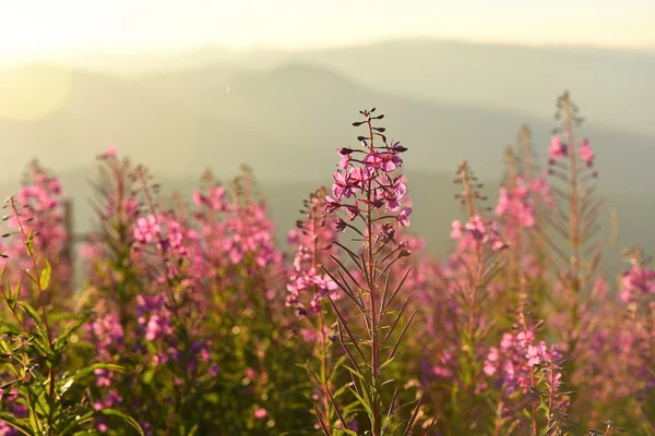 Flores de altramuz púrpura y rosa en las montañas al atardecer — Foto de Stock