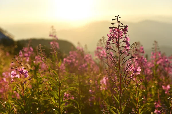 Purple and pink lupine flowers in the mountains at sunset — Stock Photo, Image