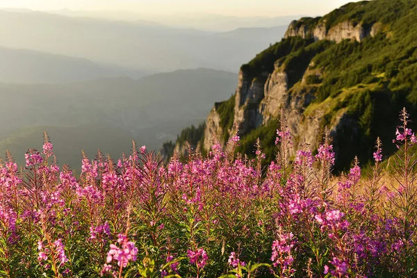 Gün batımında dağlarda mor ve pembe kurt çiçekler — Stok fotoğraf