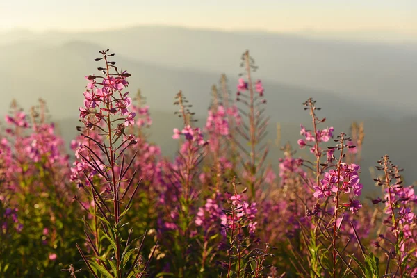 Purple and pink lupine flowers in the mountains at sunset — Stock Photo, Image