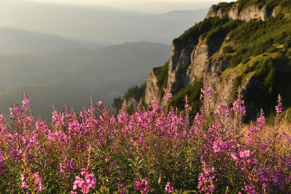 Gün batımında dağlarda mor ve pembe kurt çiçekler — Stok fotoğraf