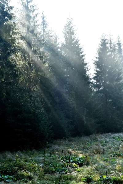 Feixes de luz solar matinal em uma floresta profunda e escura — Fotografia de Stock