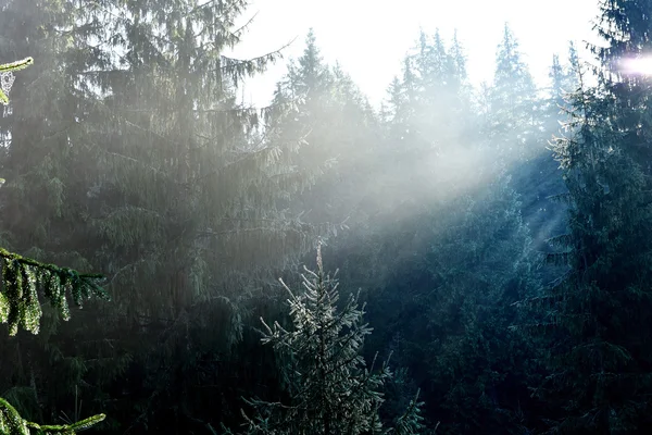 Feixes de luz solar matinal em uma floresta profunda e escura — Fotografia de Stock