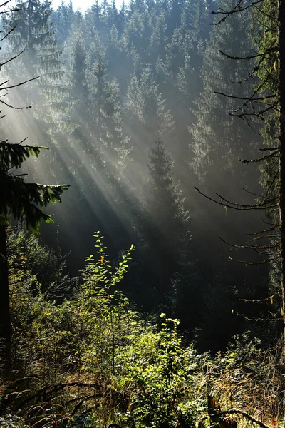 Travi di luce del sole mattutina in una foresta profonda e buia — Foto Stock