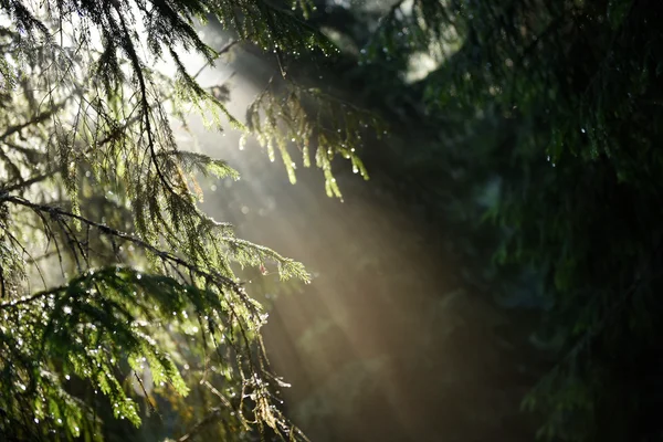 Rayos de luz del sol matutino en un bosque oscuro y profundo —  Fotos de Stock