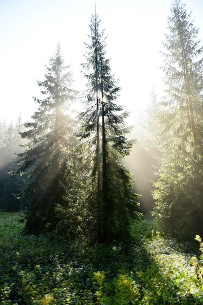 Rayos de luz del sol matutino en un bosque oscuro y profundo —  Fotos de Stock