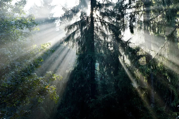 Balkar av morgonen solljus i en djup, mörk skog — Stockfoto