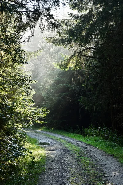 Balkar av morgonen solljus i en djup, mörk skog — Stockfoto