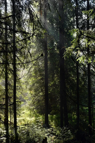 Промені ранкового сонячного світла в глибокому, темному лісі — стокове фото
