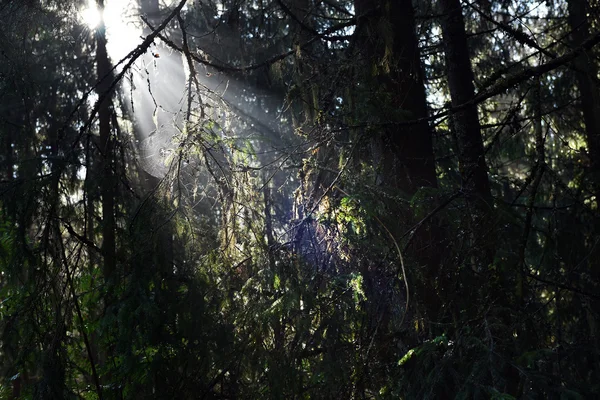 Rayos de luz del sol matutino en un bosque oscuro y profundo —  Fotos de Stock