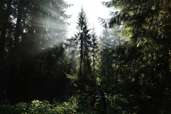 Beams of morning sunlight in a deep, dark forest — Stock Photo, Image