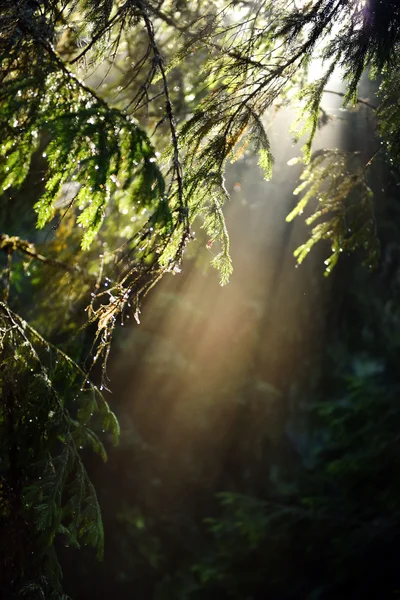 Промені ранкового сонячного світла в глибокому, темному лісі — стокове фото