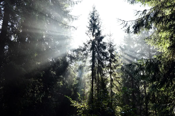 Луч утреннего солнца в глубоком, темном лесу — стоковое фото