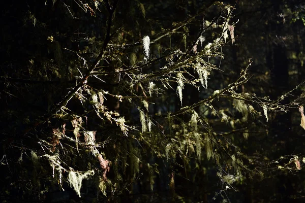 Usnea barbata, barba de velho pendurada em um ramo de abeto — Fotografia de Stock