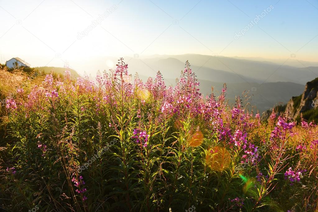Purple and pink lupine flowers in the mountains at sunset
