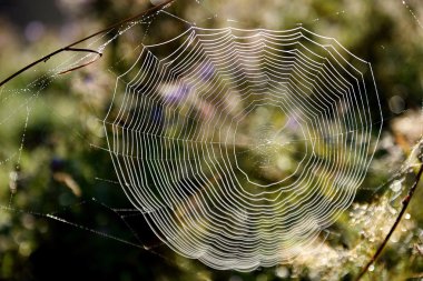 Ormandaki örümcek ağı