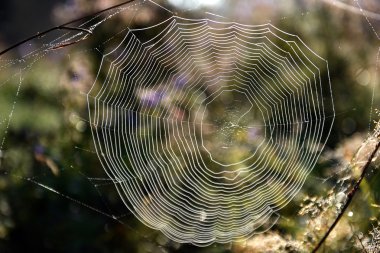 Ormandaki örümcek ağı