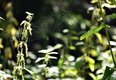 Ormandaki örümcek ağı