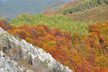 Sonbahar sonbahar. Dağlarda renkli sonbahar orman peyzaj