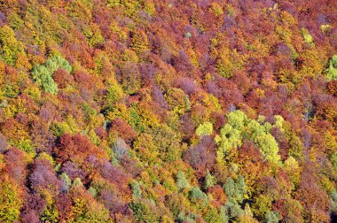 Sonbahar sonbahar. Dağlarda renkli sonbahar orman peyzaj