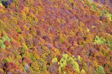 Sonbahar sonbahar. Dağlarda renkli sonbahar orman peyzaj