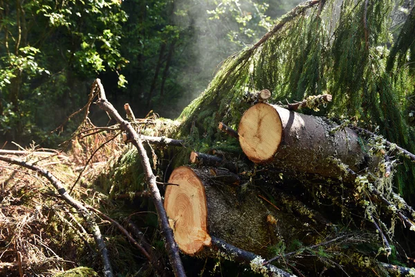 Environmetal concept, illegal deforestation. Freshly cut pine tr — Stock Photo, Image