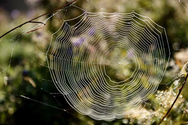 Ormandaki örümcek ağı