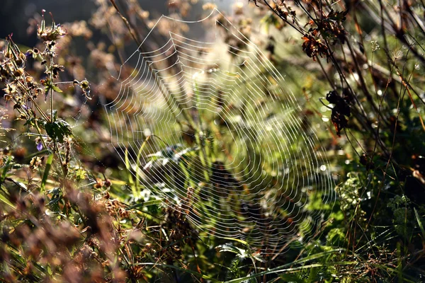 숲 속의 거미줄 — 스톡 사진