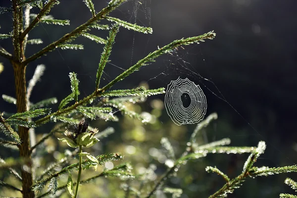 숲 속의 거미줄 — 스톡 사진