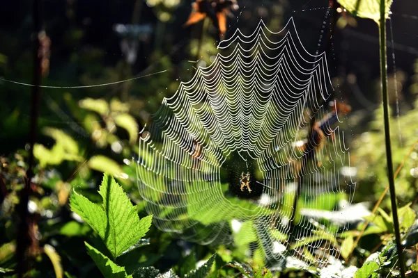 Ormandaki örümcek ağı