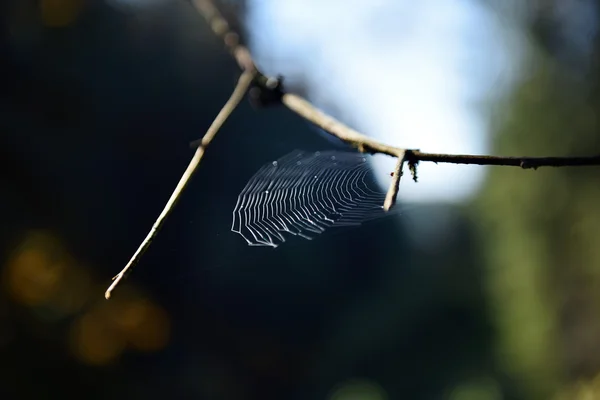 숲 속의 거미줄 — 스톡 사진