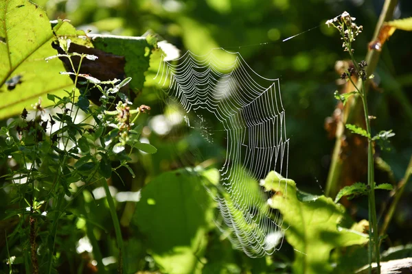 숲 속의 거미줄 — 스톡 사진