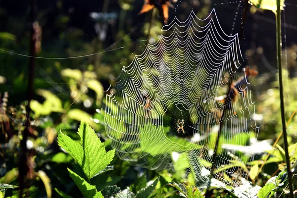 Ormandaki örümcek ağı